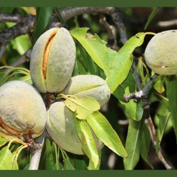 نهال بادام سنگی