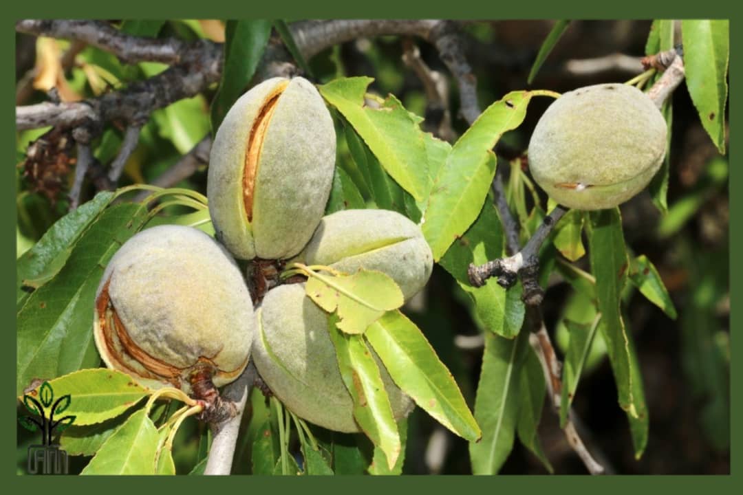 نهال بادام سنگی