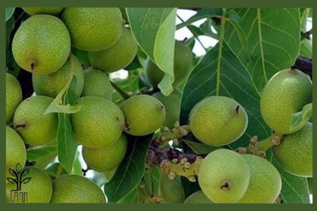 نهال گردو یالووا جام نهال