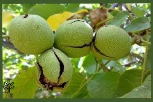 نهال گردو یالووا نهالستان جام نهال