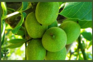 نهال گردو شبین