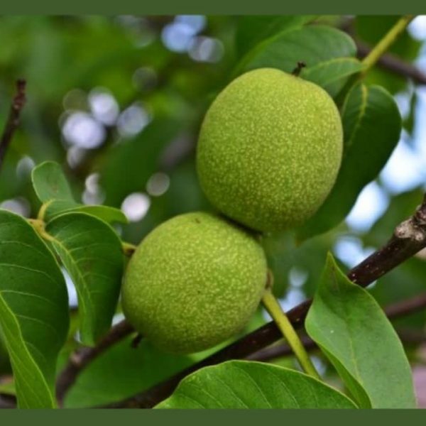 نهال گردو شبین