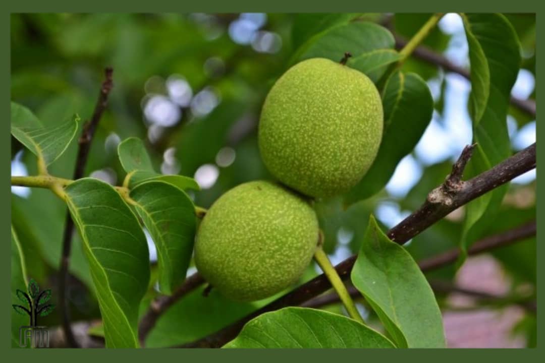 نهال گردو شبین