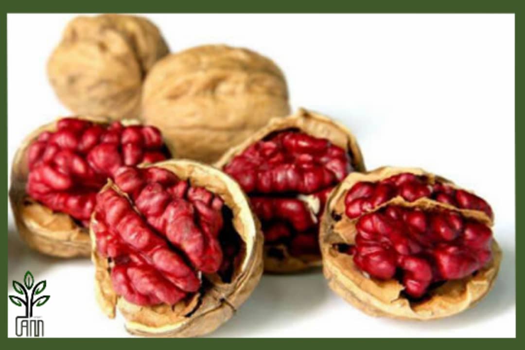 نهال گردو توسرخ