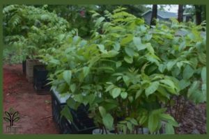 نهال گردو تو سرخ