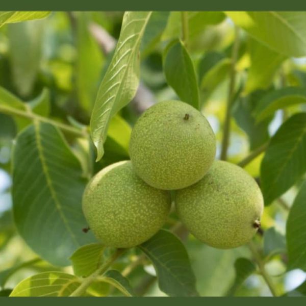 نهال گردو سجنو