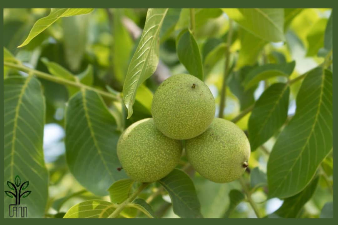 نهال گردو سجنو