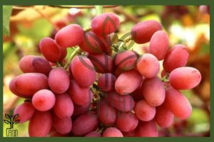 نهال انگور کریسمون