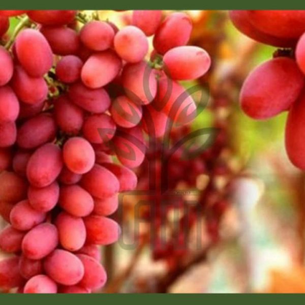 نهال انگور کریسمون