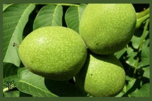 نهال گردو جمال z63