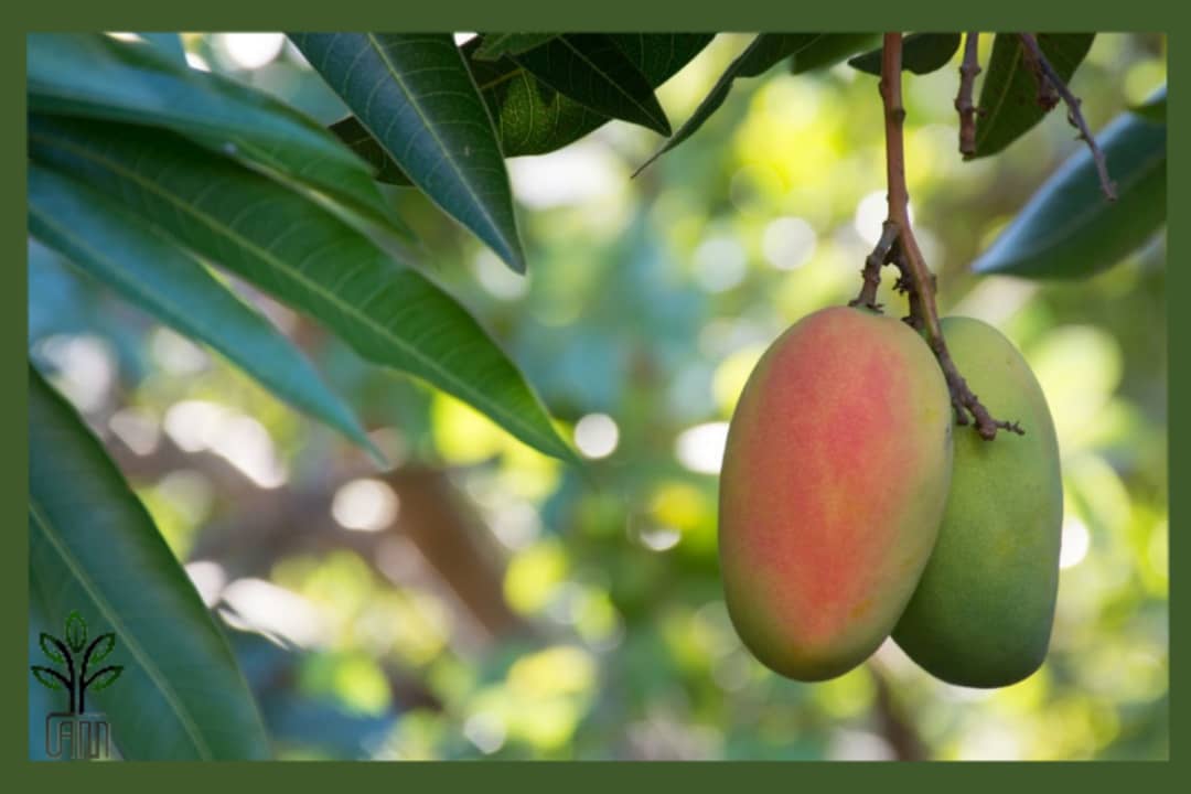 نهال انبه چهار فصل