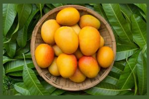 نهال انبه چهار فصل