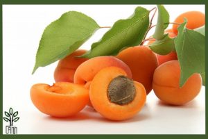 نهال زردآلو تخم مرغی