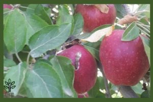 نهال سیب پنج پر