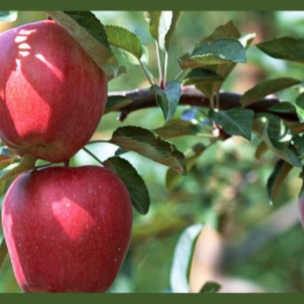نهال سیب پنج پر