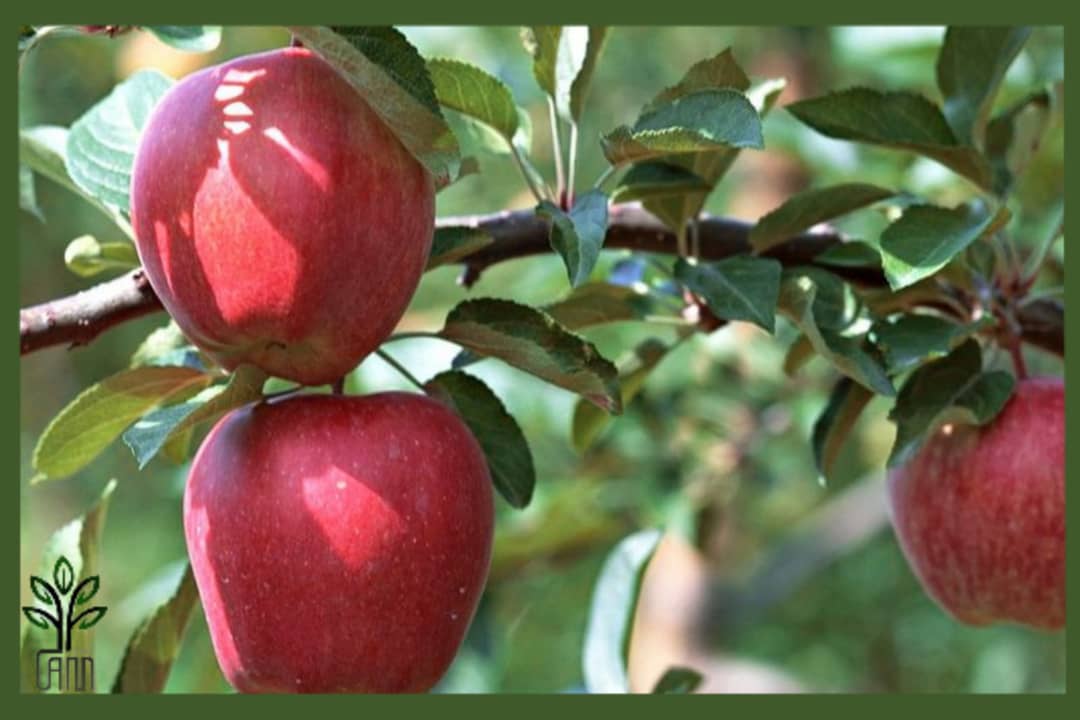 نهال سیب پنج پر