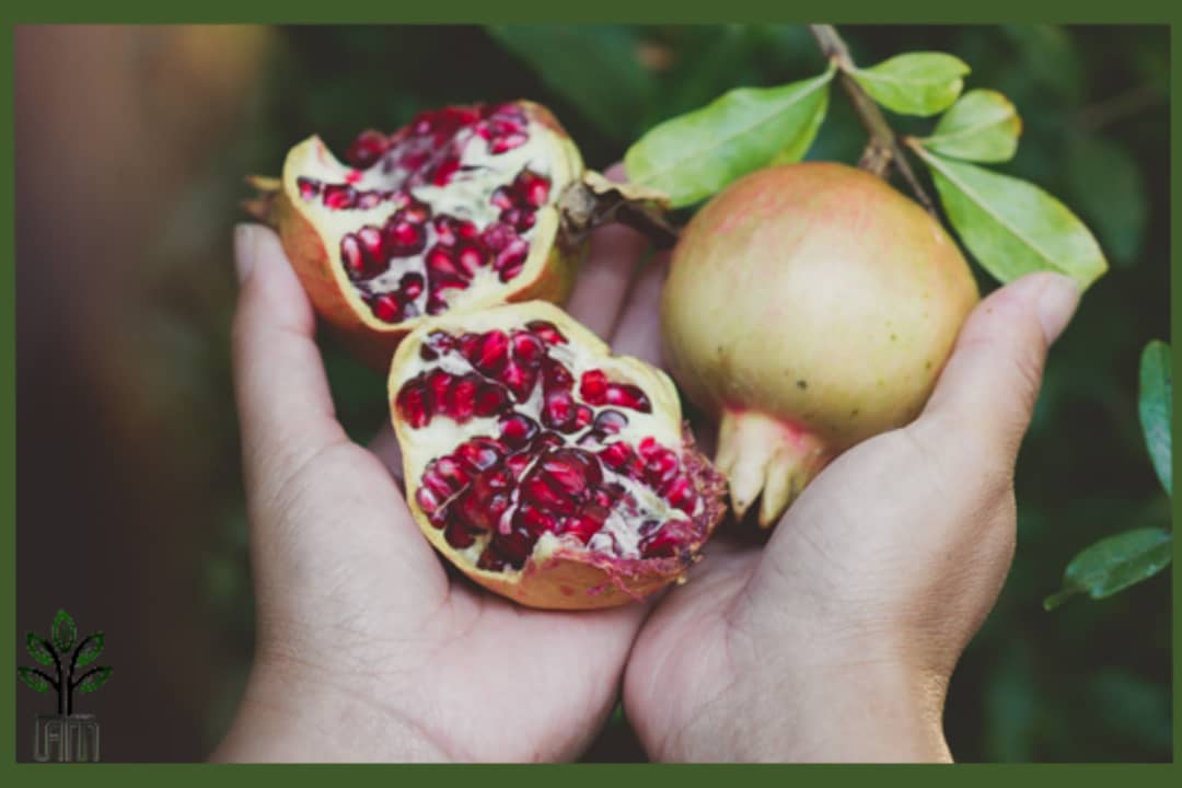 نهال انار سفید