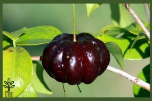 نهال گیلاس سورینام