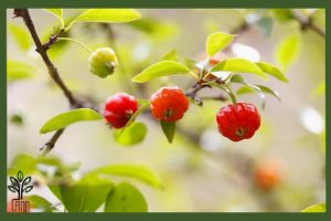 نهال گیلاس سورینام