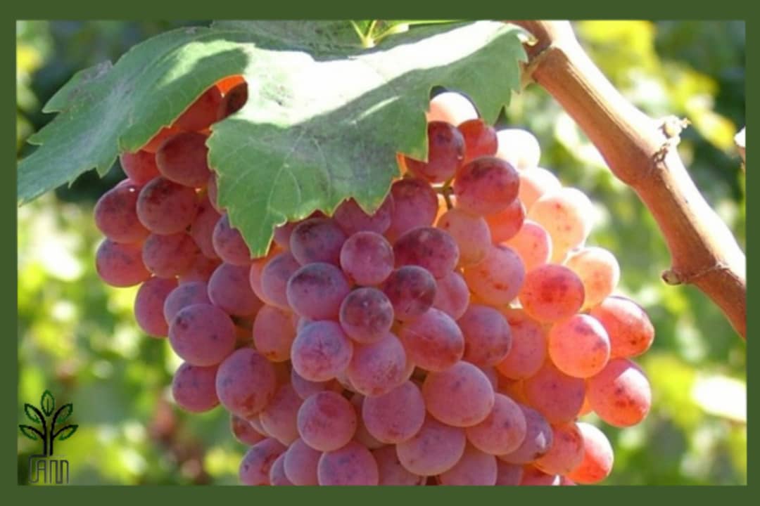 نهال انگور بیدانه قرمز