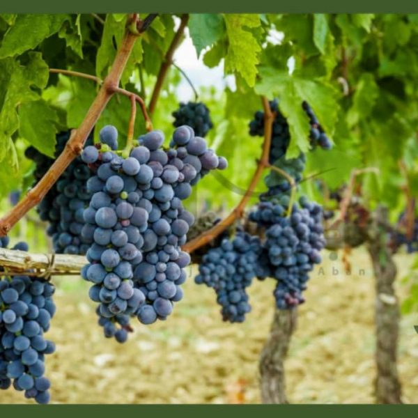 نهال انگور سیاه سردشت