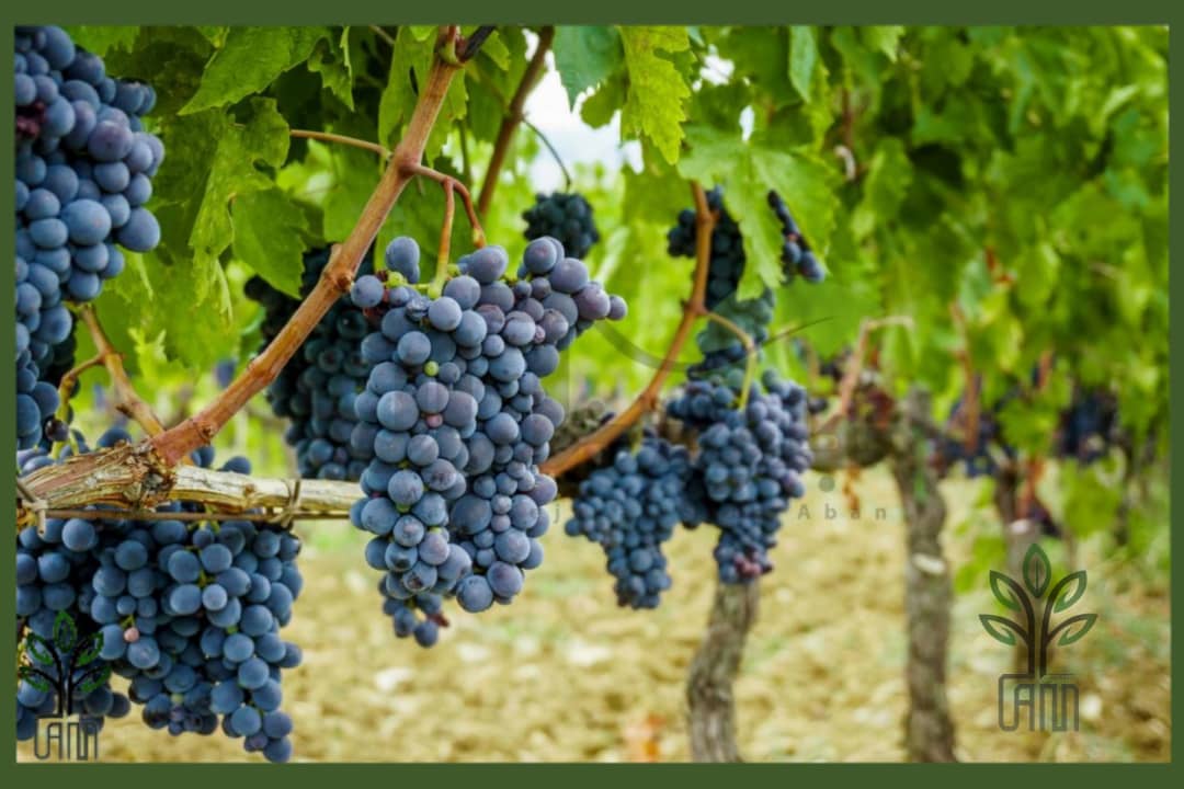 نهال انگور سیاه سردشت
