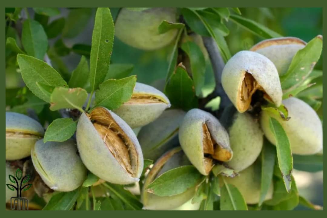 نهال بادام گلوریتا