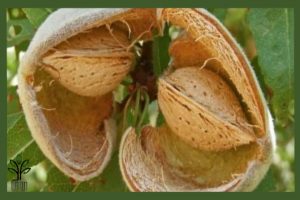 نهال بادام فراستار