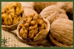 نهال گردو دماوند