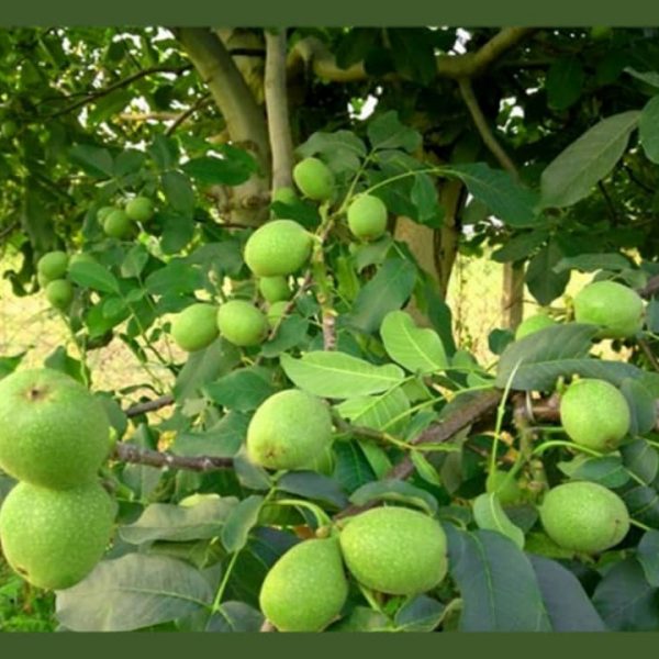 نهال گردو دماوند