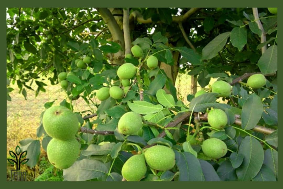 نهال گردو دماوند