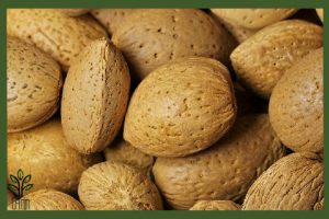 نهال بادام مارکونا