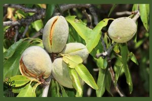  نهال بادام مسبووارا