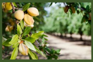  نهال بادام مسبووارا