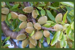 نهال بادام فراستار