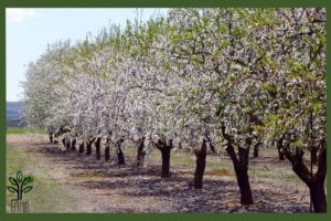 نهال بادام فرانکولی