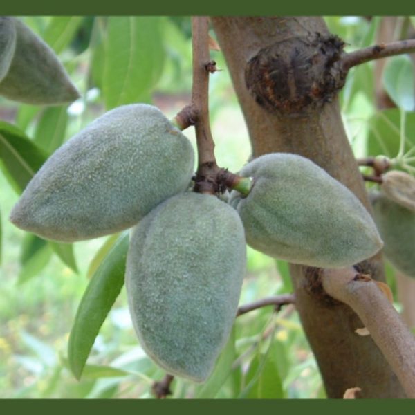 نهال بادام فراستار