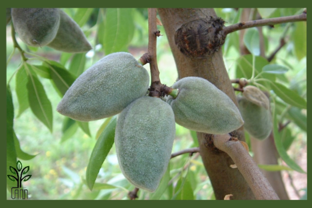 نهال بادام فراستار