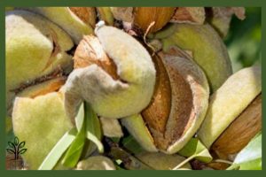 نهال بادام گلوریتا