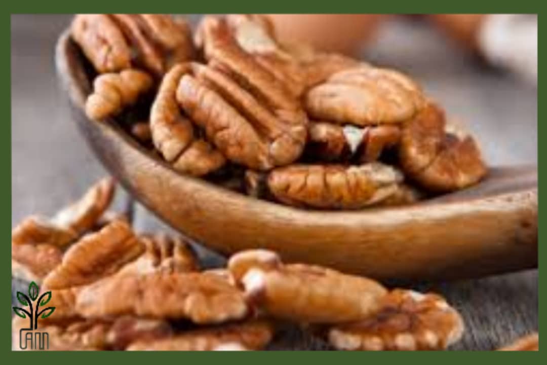 نهال گردو پیوندی لارا