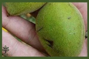 نهال گردو پیوندی لارا