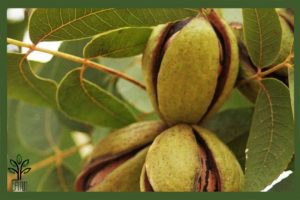 نهال گردو پکان