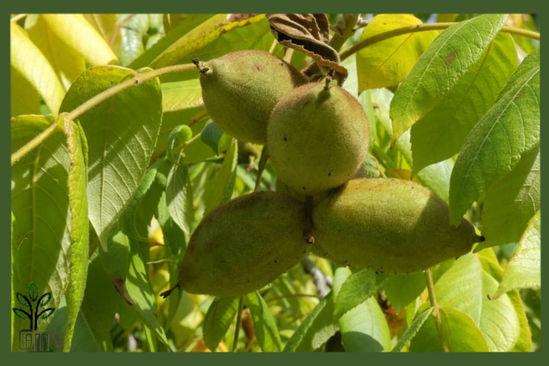 نهال گردو پکان