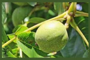 نهال گردو پدرو