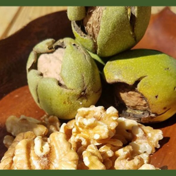 نهال گردو پدرو