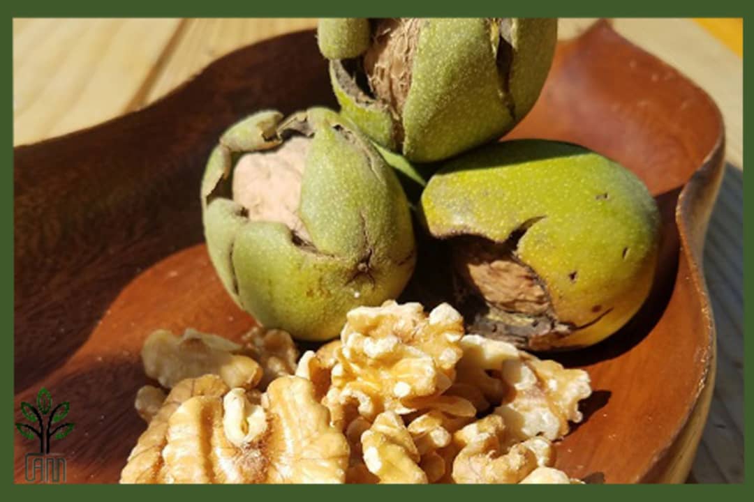 نهال گردو پدرو