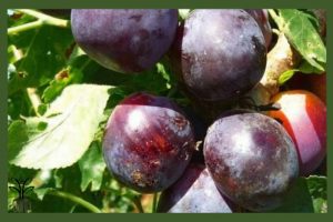 نهال آلو شابلون زودرس