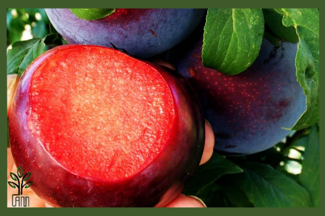 نهال آلو شابلون زودرس