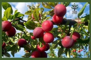 نهال آلو شابلون زودرس