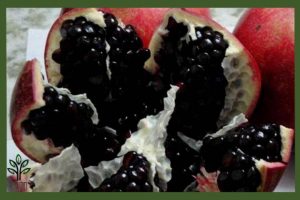 نهال انار دانه سیاه